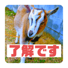 [LINEスタンプ] やぎのふー。