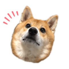 [LINEスタンプ] こいのすけ