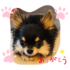 [LINEスタンプ] チームらんまるズ