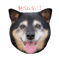 [LINEスタンプ] 実は私、犬飼ってます。