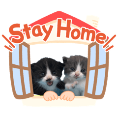 [LINEスタンプ] あおぞらにゃんず