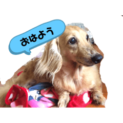 [LINEスタンプ] ダックスあいさつ
