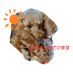 [LINEスタンプ] トイプードル ViVi Ⅲ