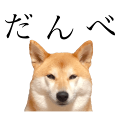 [LINEスタンプ] 柴犬春菊の群馬弁スタンプ