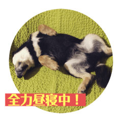 [LINEスタンプ] 黒柴『銀河くん』日常スタンプ