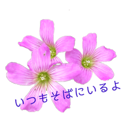 [LINEスタンプ] ふらわーず02
