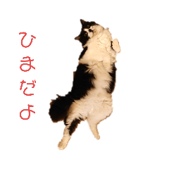 [LINEスタンプ] 家猫のもふちゃん