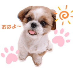 [LINEスタンプ] げんスタンプ（普段）