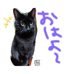 [LINEスタンプ] うちの黒猫の福ちゃん②