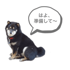 [LINEスタンプ] 黒柴くうる
