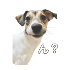[LINEスタンプ] ゆるめなハク