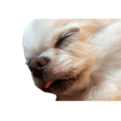 [LINEスタンプ] みるくの毎日すたんぷ