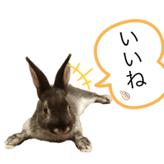[LINEスタンプ] うさぎのおはたんスタンプ