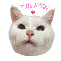 [LINEスタンプ] 白猫 ももつぁん2