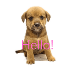 [LINEスタンプ] 柴ビーのリンク
