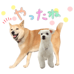 [LINEスタンプ] 犬による間接的な主張スタンプ