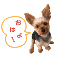 [LINEスタンプ] ウチの殿君スタンプ