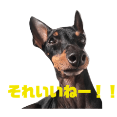 [LINEスタンプ] トイマンチェスターテリア ★JOHN★02