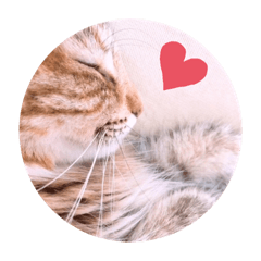 [LINEスタンプ] うにのあ