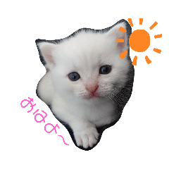 [LINEスタンプ] 猫ニャン日常スタンプ