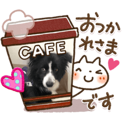 [LINEスタンプ] ボーダーコリーのカイくんスタンプ