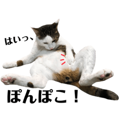 [LINEスタンプ] にゃお＆そー4