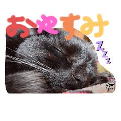 [LINEスタンプ] うちの黒猫の福ちゃん①の画像（メイン）