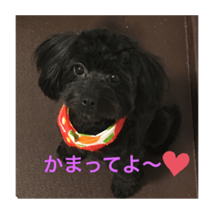 [LINEスタンプ] 愛犬未来