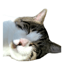 [LINEスタンプ] 我が家ねこまみれ2