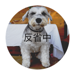 [LINEスタンプ] ミニチュアシュナウザーのごましお