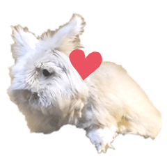 [LINEスタンプ] うさぎ    ライオンドワーフ♥