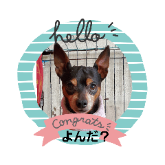 [LINEスタンプ] 愛犬チョッパーカワユススタンプ