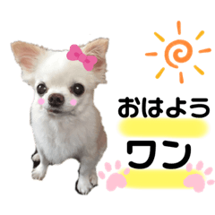 [LINEスタンプ] 可愛いわんこ達