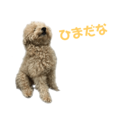 [LINEスタンプ] ここあたんの日常