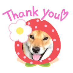[LINEスタンプ] 柴犬秀丸君