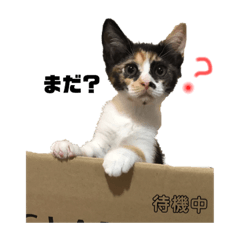 [LINEスタンプ] これぞねこ