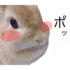 [LINEスタンプ] みずたにさんちのペットのスタンプ