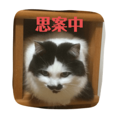 [LINEスタンプ] ふうたん＆ちゃたろう