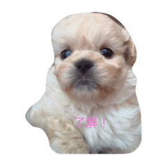 [LINEスタンプ] 可愛い可愛いココちゃんからの一言