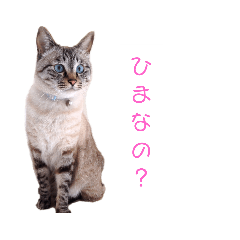 [LINEスタンプ] 家猫のミルク