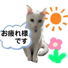 [LINEスタンプ] かわいい あいちゃん