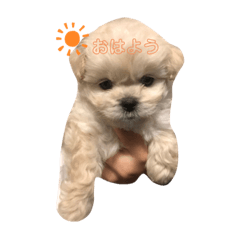 [LINEスタンプ] ココちゃんから毎日癒しのメッセージ