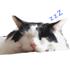 [LINEスタンプ] ビーちゃん。