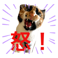 [LINEスタンプ] うちの猫 くるみとみさき