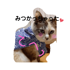 [LINEスタンプ] うちのネコが言いそうなセリフ