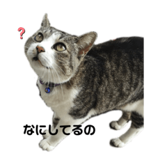 [LINEスタンプ] たまこだよ