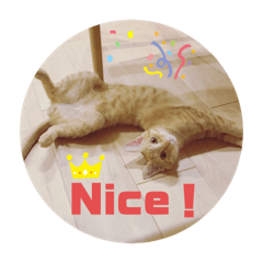 [LINEスタンプ] まだまだ子猫のちくわくん