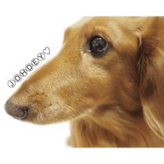 [LINEスタンプ] johdey 1