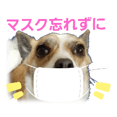 [LINEスタンプ] こむぎスタンプ(フレーム)