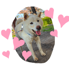 [LINEスタンプ] 柴犬バディのスタンプ2。